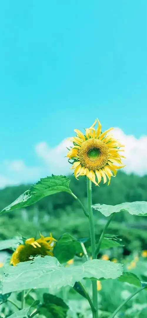 「壁纸第5期」壁纸里的温柔,都送给你!