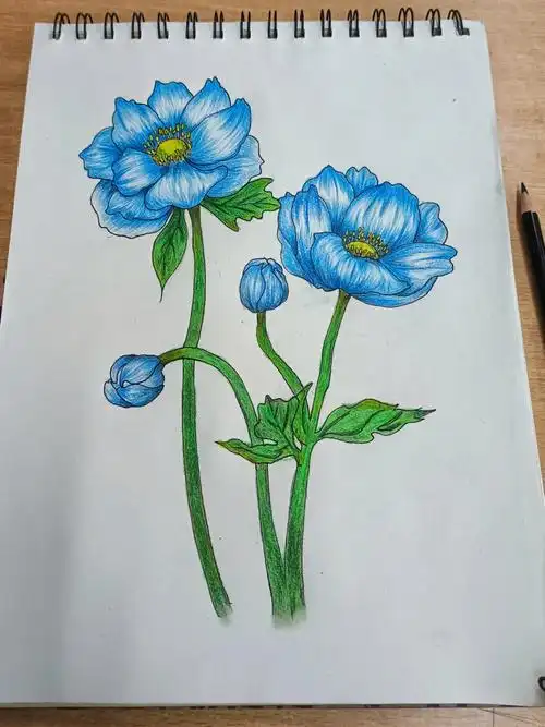 彩铅画  #彩铅手绘  #花卉  #画画  ##阿旦绘画