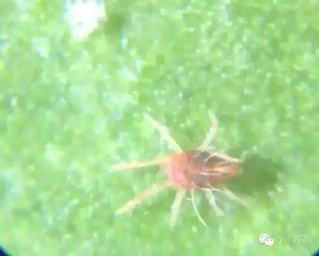 认识红蜘蛛!阐述红蜘蛛发育过程及常用杀螨剂成分介绍