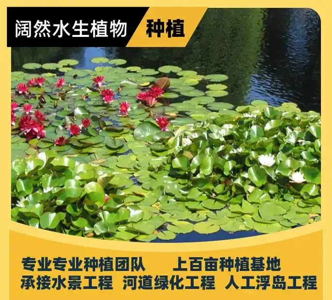 大同哪有睡莲苗批发 阔然环保科技>分株繁殖步骤,将睡莲的根茎 - 抖音