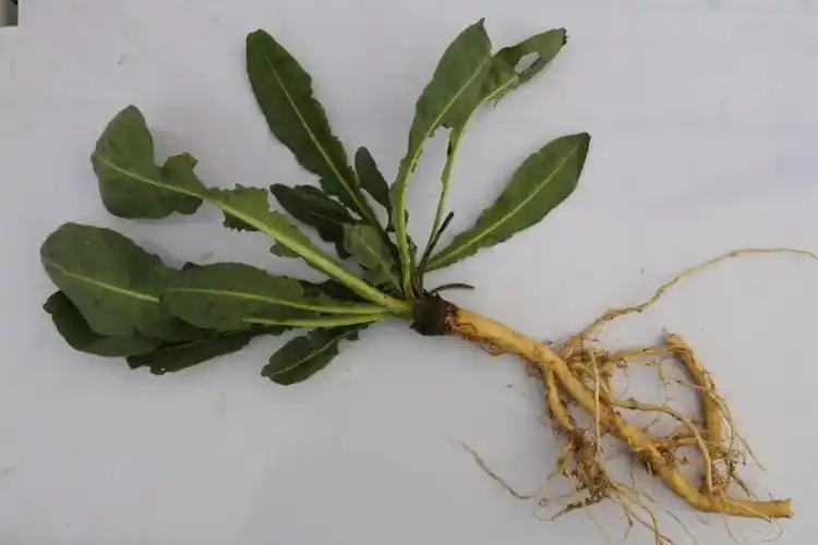 十字花科植物——板蓝根