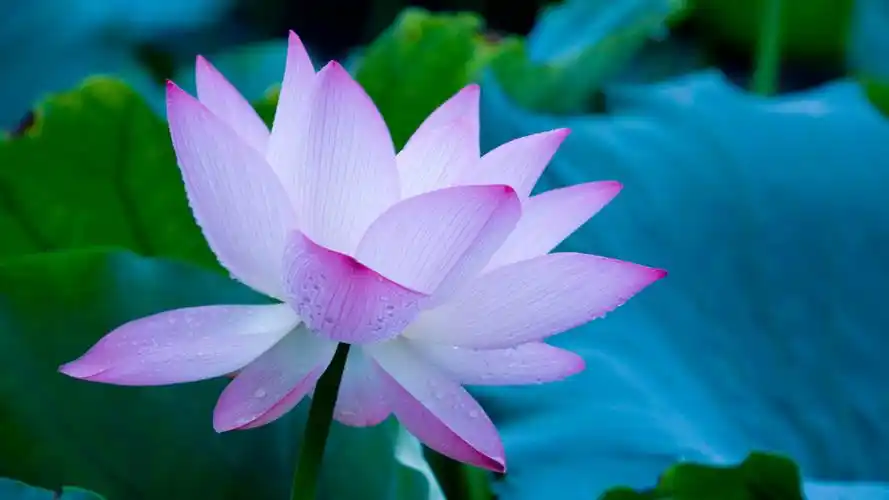 夏季荷花美景唯美清新桌面壁纸