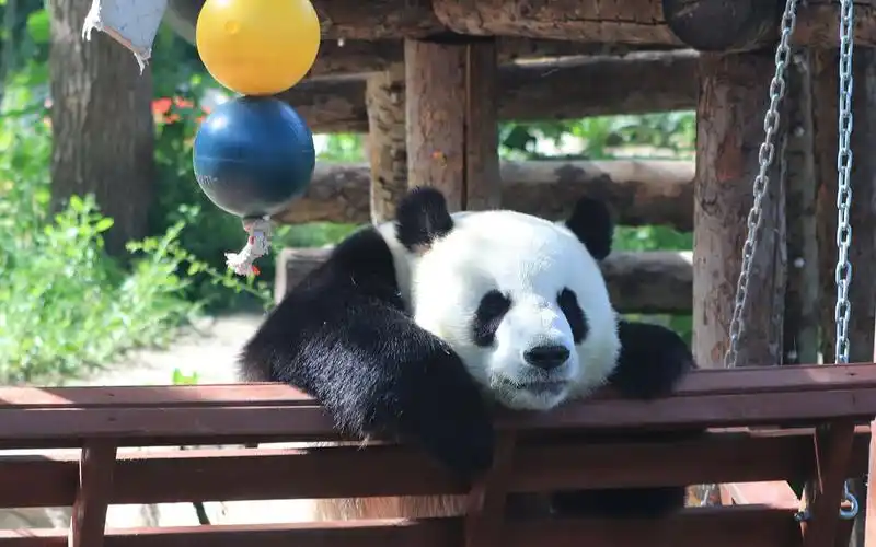 大熊猫萌大 肤白貌美的萌哒哒20200510