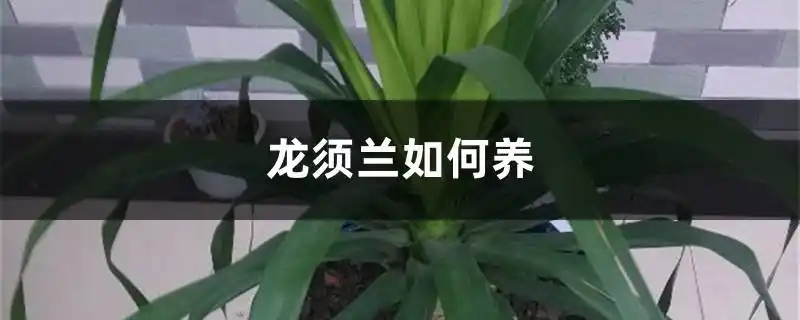 龙须兰如何养