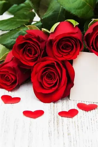 玫瑰花种类  1红玫瑰 大家在生活中比较常见红玫瑰,尤其是在一些浪漫