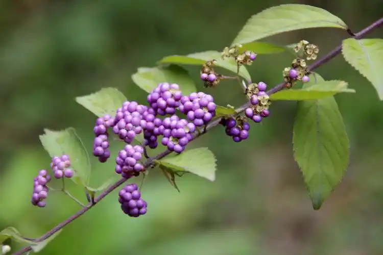 首发果实累累的紫珠