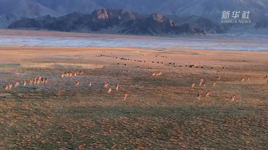 新疆阿尔金山冬日湿地生机盎然