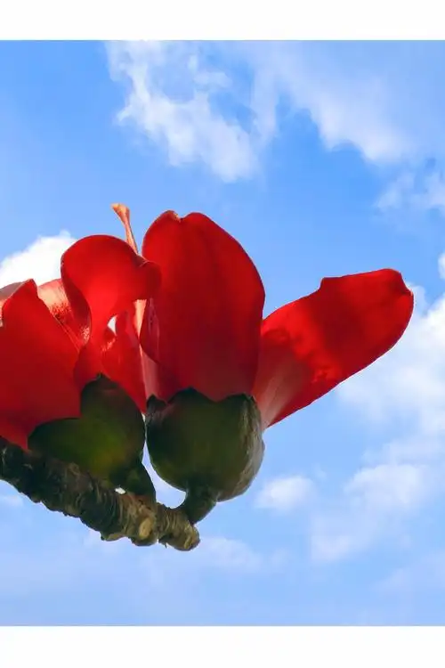 木棉花开红胜火