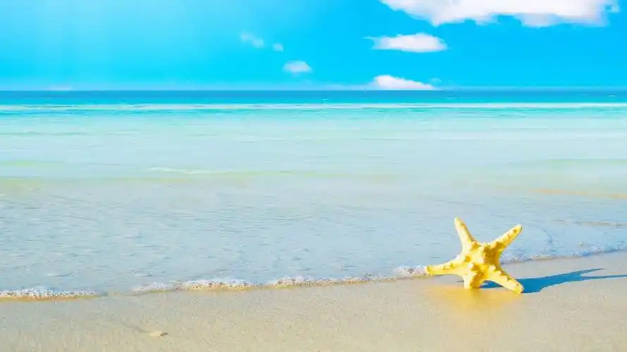 海边小海星图片桌面壁纸