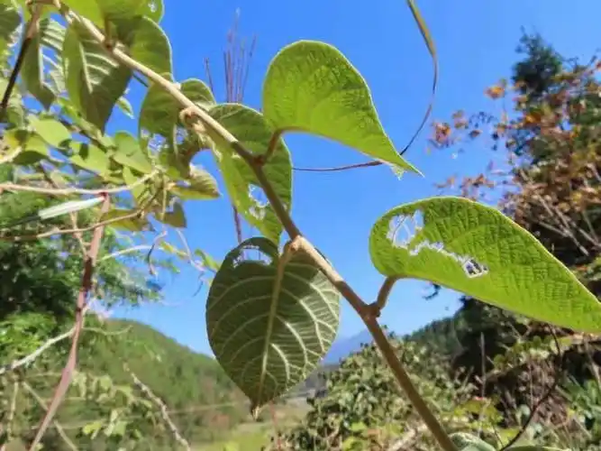 白老师分享在温州俗称白毛桃,山区人家常在屋边种一两棵,不为吃果,取