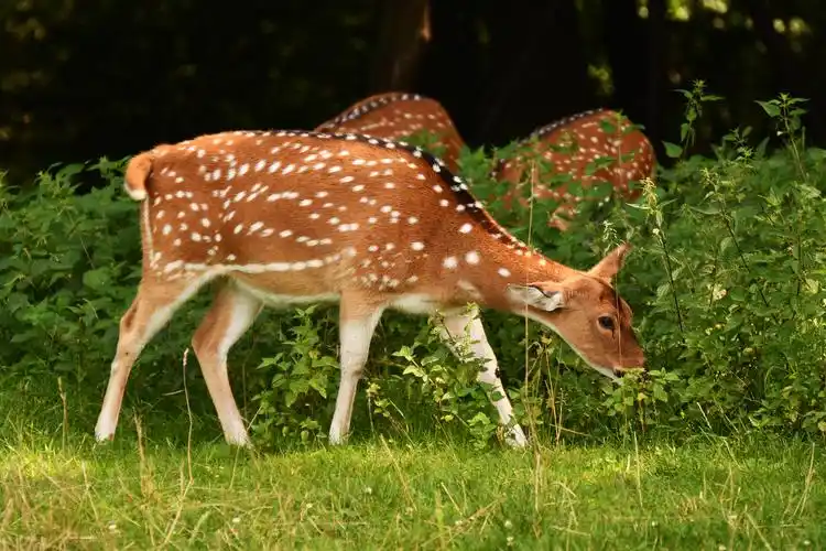 树林里的小梅花鹿图片,图片,壁纸,动物-桌酷