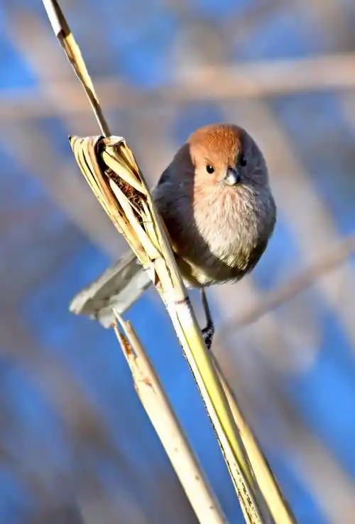 (上)呆萌而又憨态可掬的小鸟——棕头鸦雀
