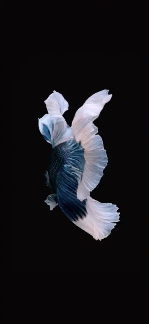斗鱼(betta splendens)原产自泰国和马来半岛,分享一组iphone 6s壁纸