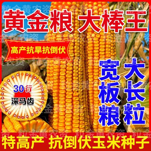 细辛批发高产东单7512玉米种子双胞胎黄金粮紫杆大棒苞谷 高产大棒王