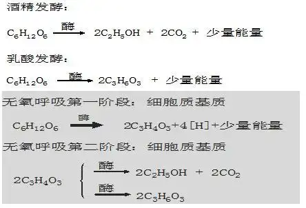 【高中生物】生物的无氧呼吸