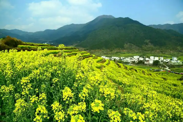 中国最美乡村婺源之旅 春季是赏花好时节,相约要好的