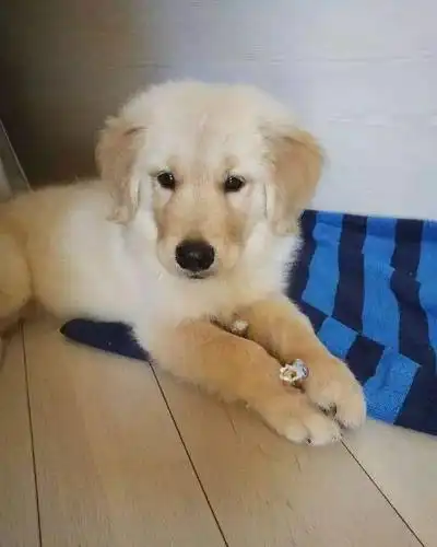 又蠢又萌的小金毛,成为你的治愈系小奶狗