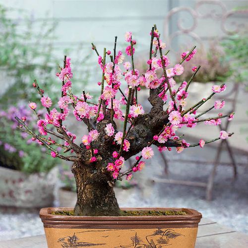 宫粉梅盆景花卉室内阳台盆栽梅花苗观花春冬红梅腊梅树桩老桩植物