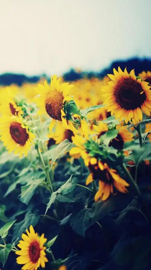 初春的阳光在夜雨的洗礼后分外明朗,空气也变得不再氤氲,此刻的心也是