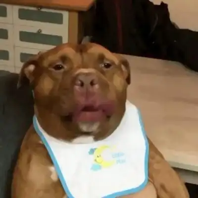 逗比头像搞笑高清图片