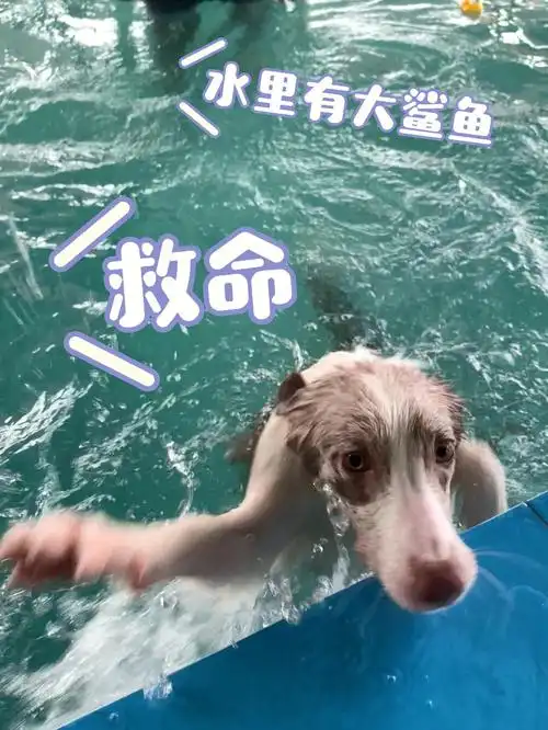 麻麻水里面有大鲨鱼00要咬狗的那种