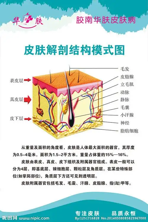 皮肤解剖图psd设计图__展板模板_广告设计_设计图库_昵图网nipic.com