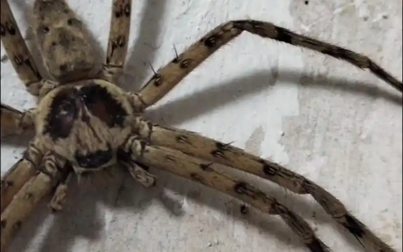 家里的蜘蛛成精了,要一掌拍死它吗