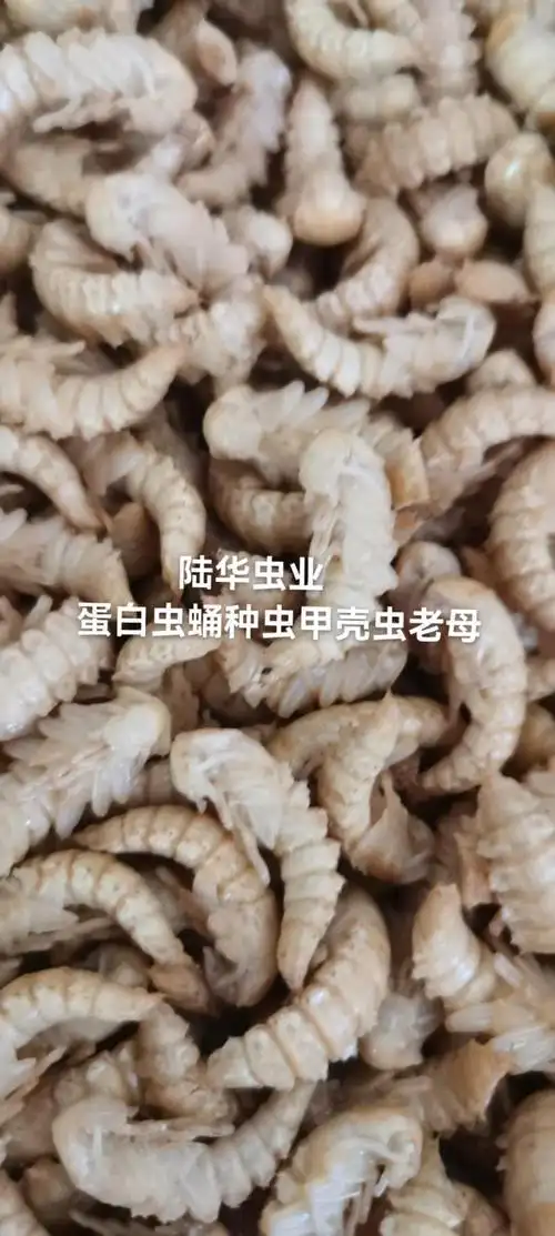 蛋白虫大麦虫虫蛹种虫蛹新鲜活体个大金黄