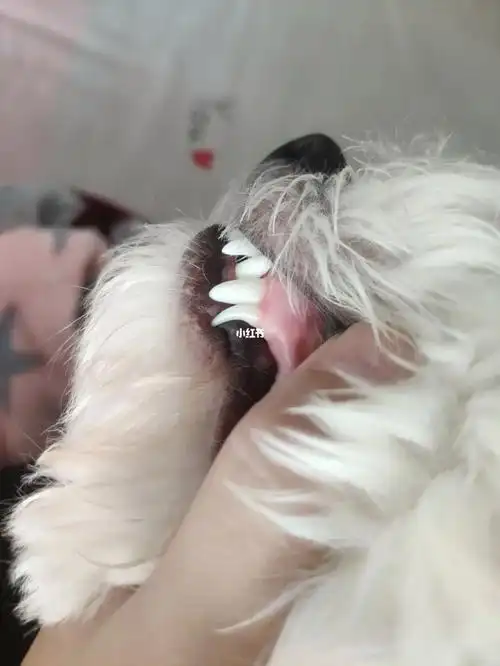 后面尖尖的是换牙后该有的牙齿吗#比熊  #比熊