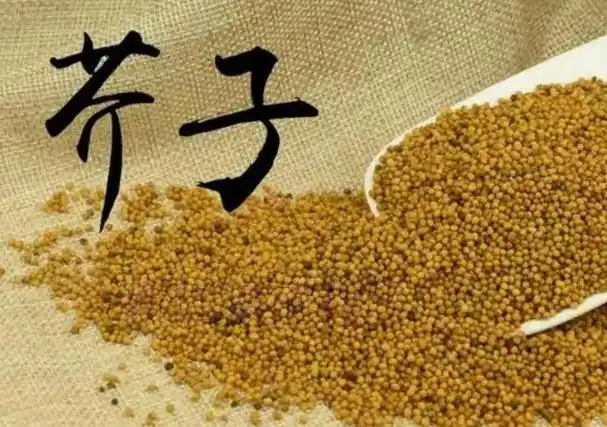 车前草是个宝用它来泡水喝或能辅助解决4个问题