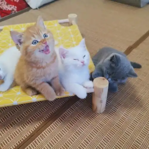 英国短毛猫橘猫