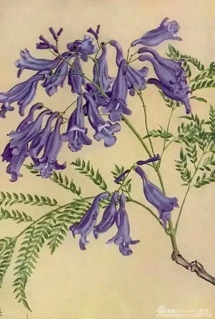 蓝花楹在绝望中等待爱情