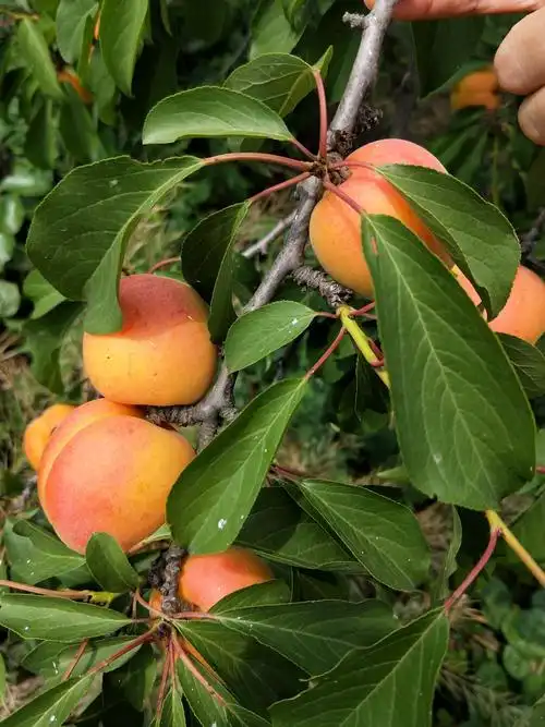 小姨家的杏梅&有机蔬菜第八团开团!
