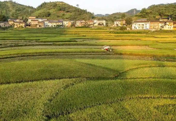 稻香两岸,大地流金!丰收美景,巴渝铺陈