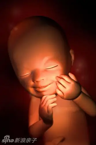 胎儿在子宫内发育全过程(组图)