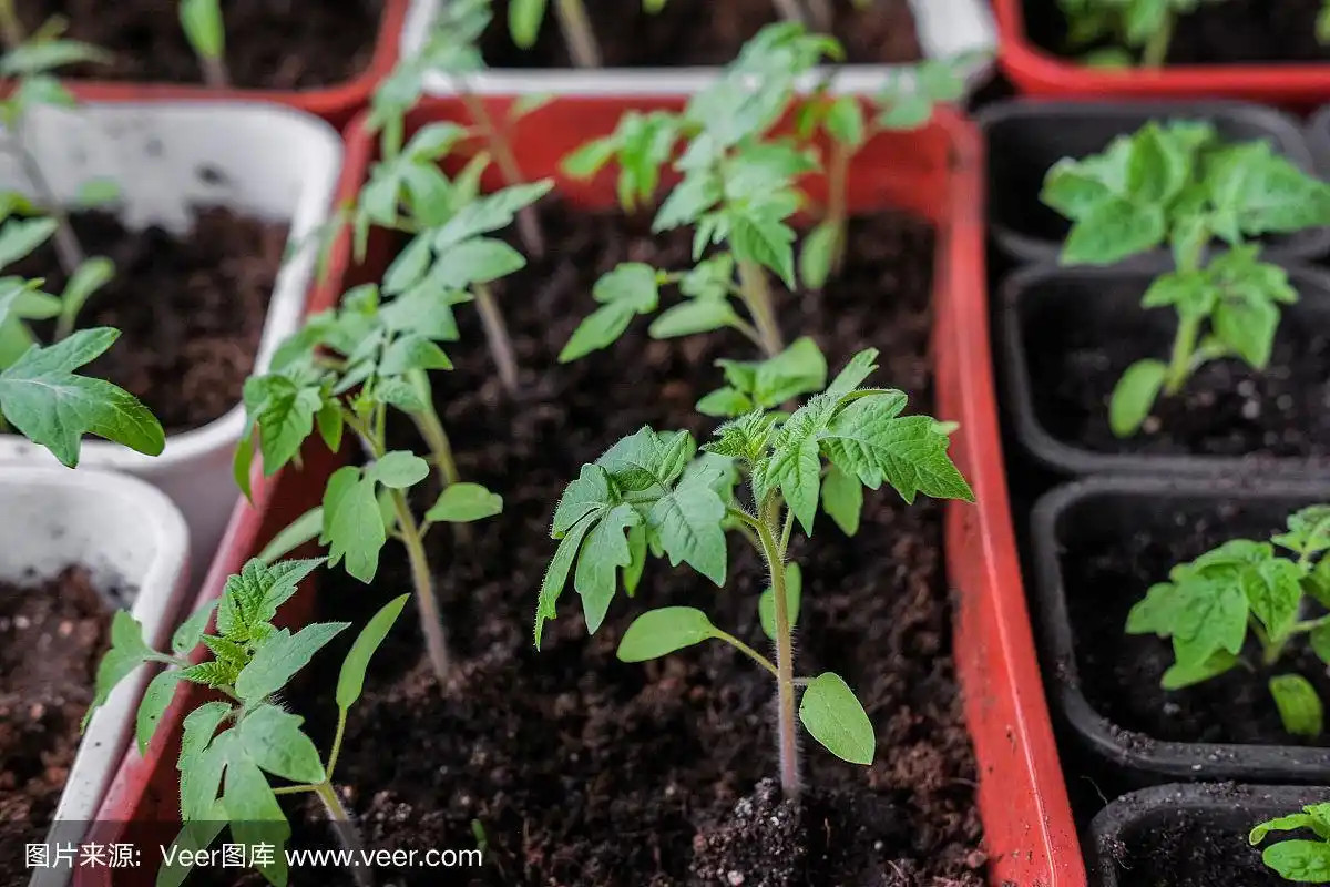 西红柿幼苗在小盆中生长