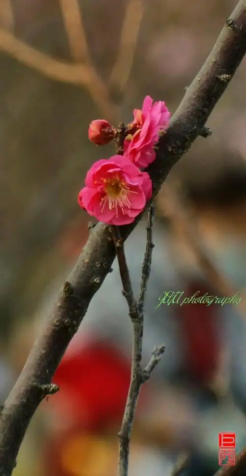朱砂红梅