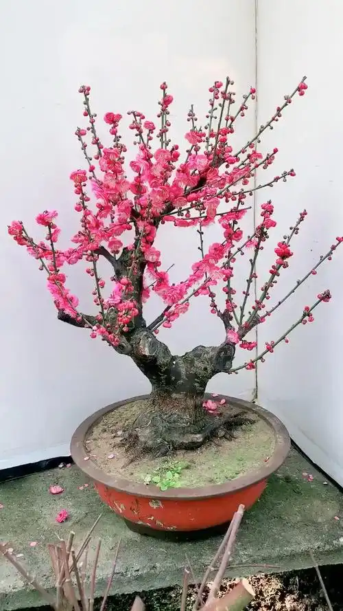 原生骨里红红梅