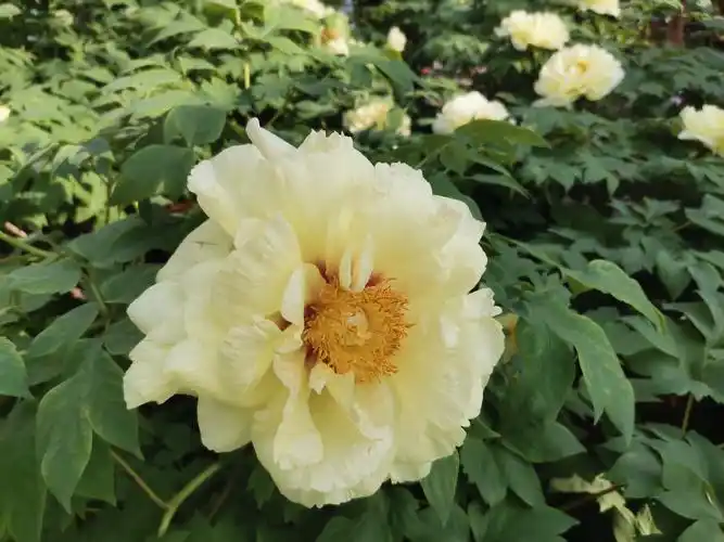 洛阳牡丹花最佳观赏时间是4月中旬,一般到4月下旬就已经到了尾声.