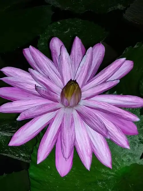 惟有绿荷红菡萏,卷舒开合任天真.  莲心自静出尘处,妙法传来悟世人.