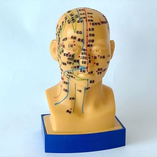 通用教学中医人体针灸穴位头部模型头模面部穴位按摩中医面部按摩