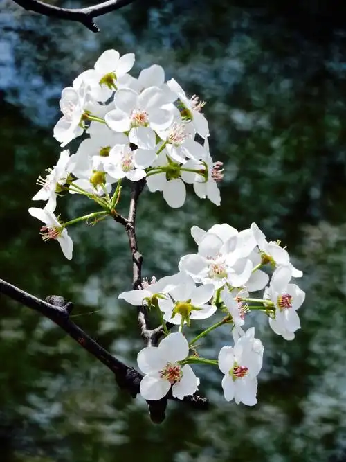 瑟图| 梨花颂,踏春圆明园