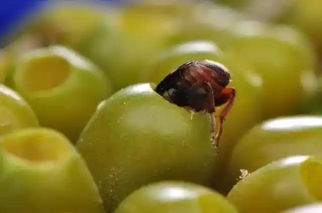 涨姿势 | 杀虫是个技术活,每种害虫都有"死穴"