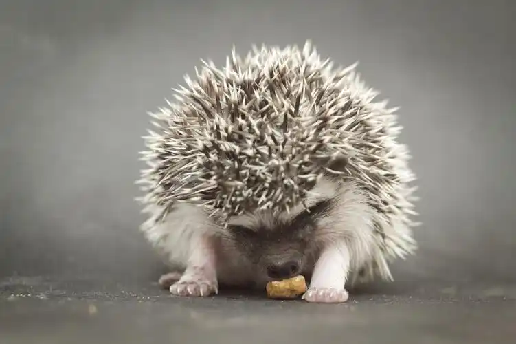 可爱的刺猬动物图片第2张