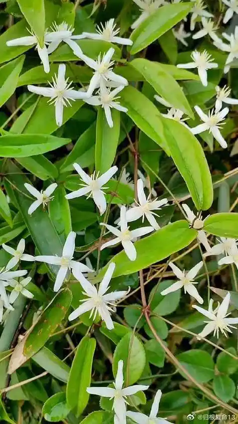 论道岐黄##国医的精诚力量##健康养生##中医养生