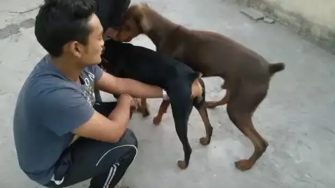 俩兄弟在打架,狗狗一直在劝架!汪:简直为这个家操碎了心