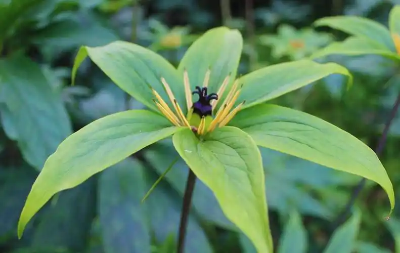 连载清热药:蚤休