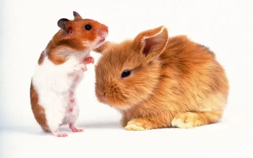 宽屏世界可爱兔子宽屏壁纸