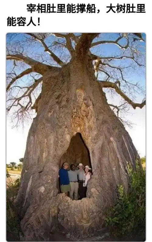 两千年难得一见的奇异怪树