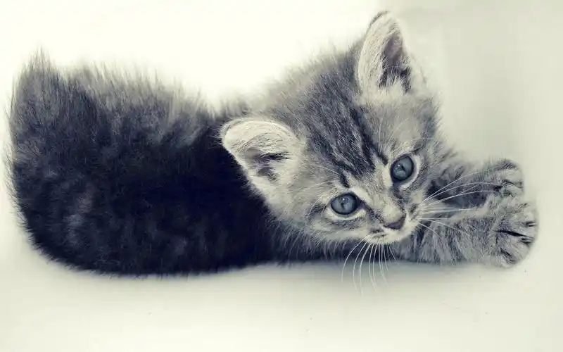 很治愈的萌宠猫咪可爱图片桌面壁纸高清大图预览1920x1200_动物壁纸